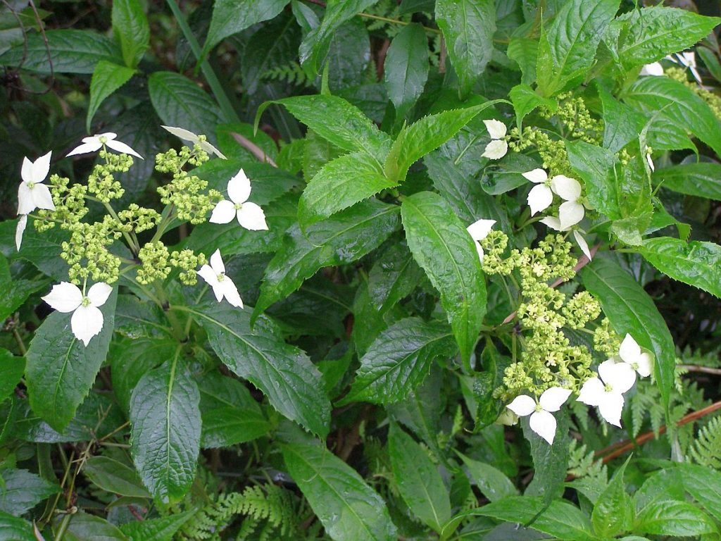 Hortensie in Südchina.