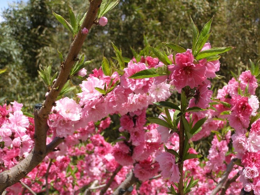 Frühling im Sommerpalast