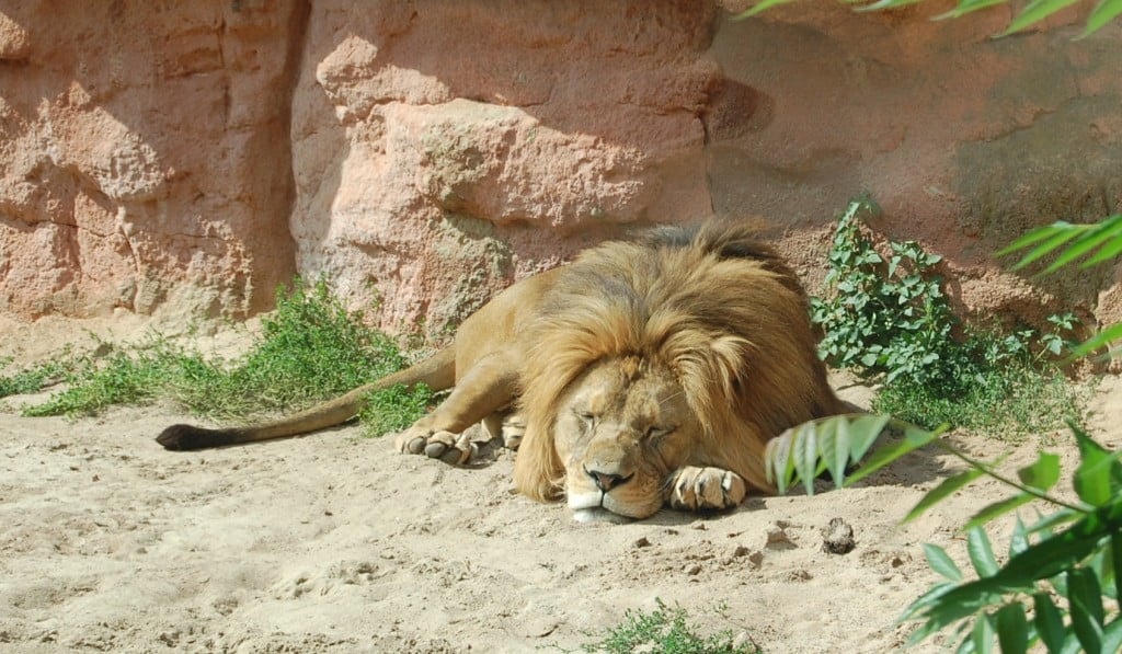 Siesta im Löwengehäge