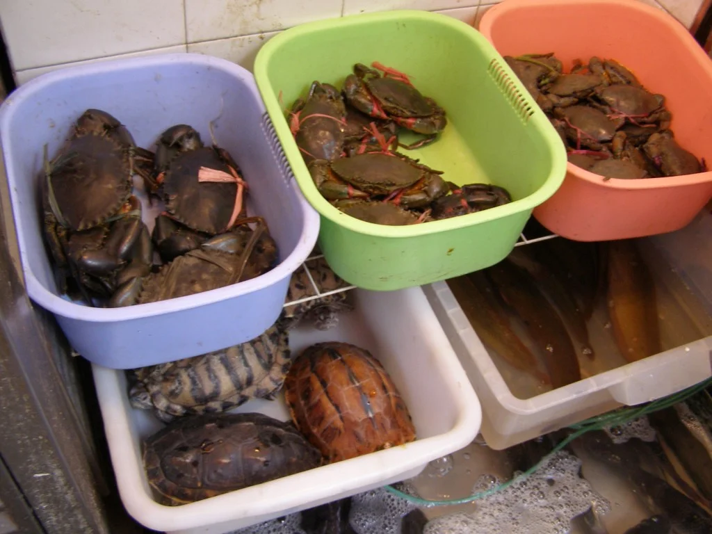 Markt in Kowloon: Schildkröten, Frösche usw.