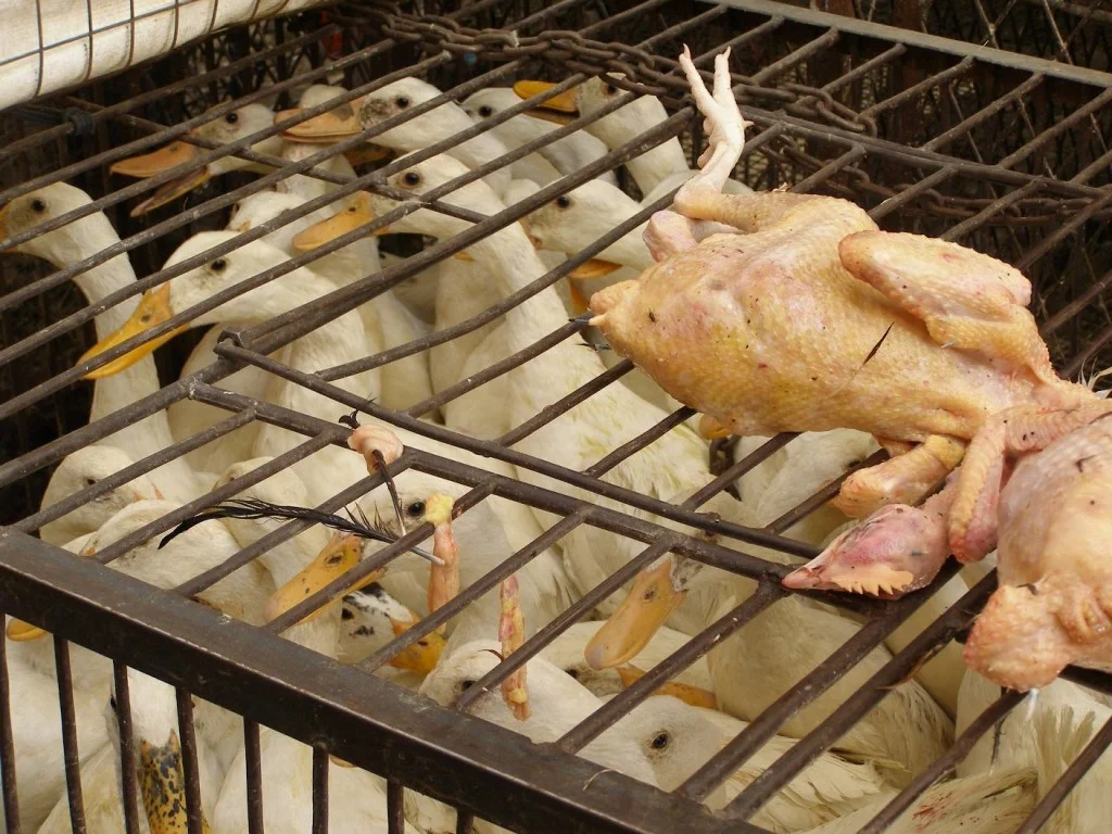 China Markt, lebende Gänse im Käfig, auf dem ein gerupfter toter Vogel liegt.
