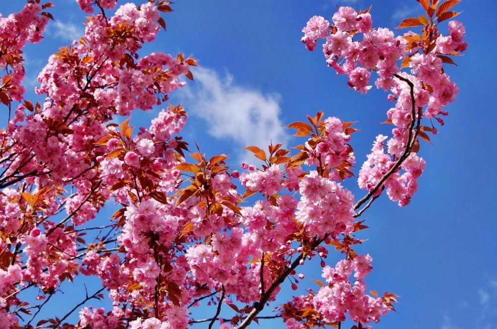 Wandsbeker Gehölz Blühender Kirschbaum