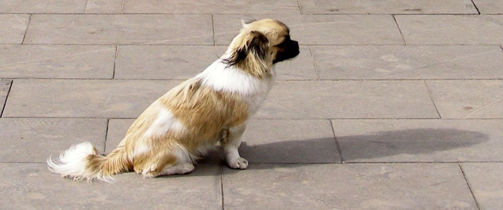 Hundeliebe in China Pekinese