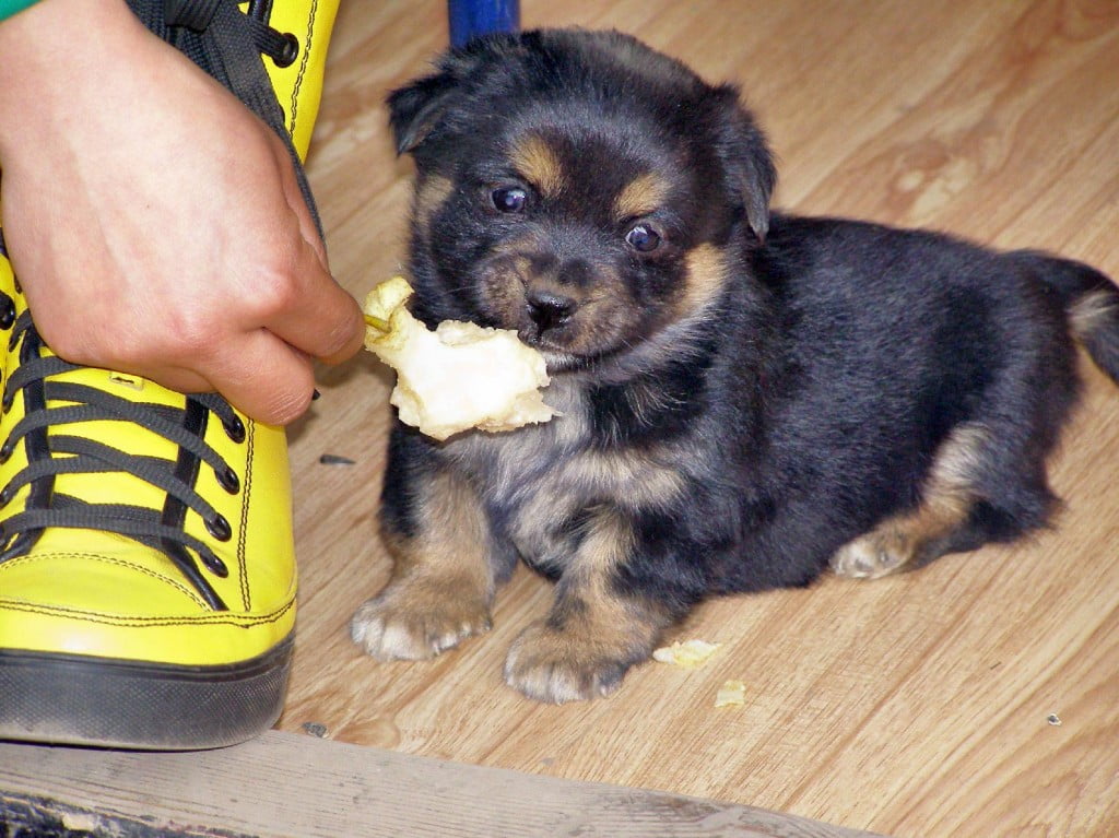 Hundewelpen mit Apfel