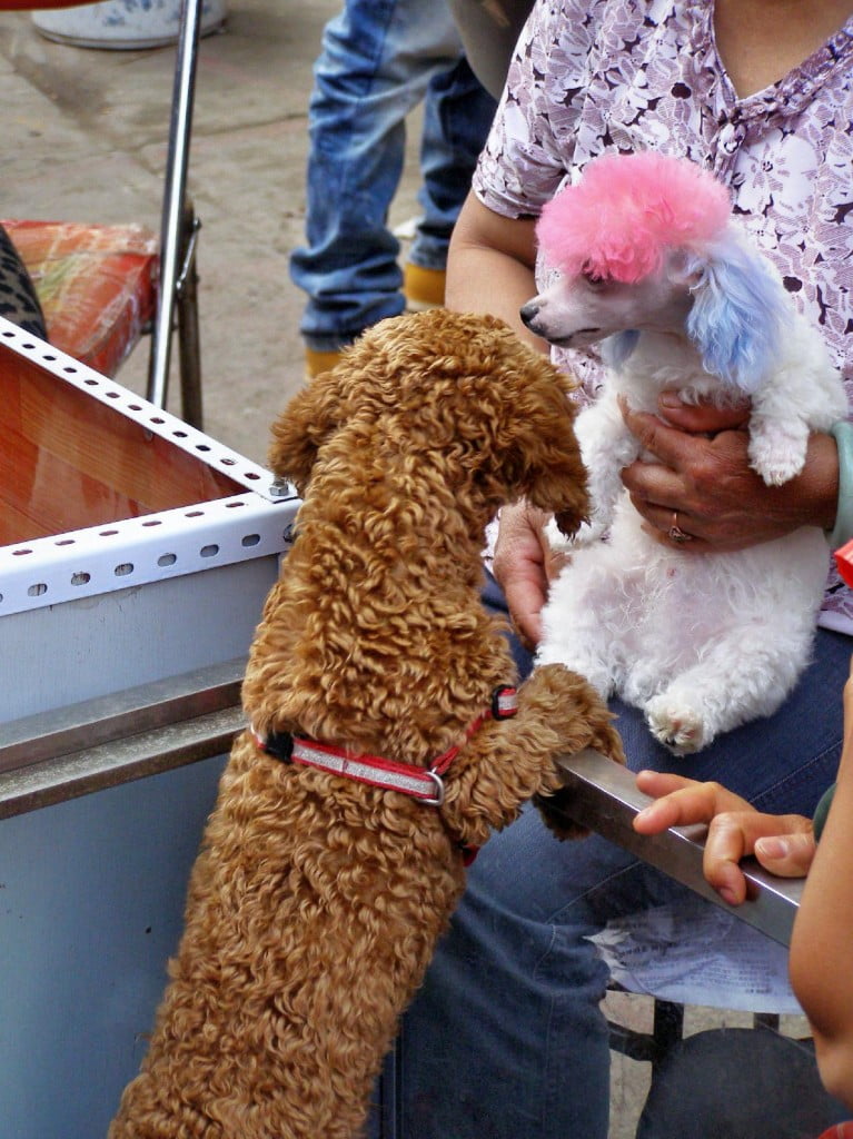 Hund in Kunming