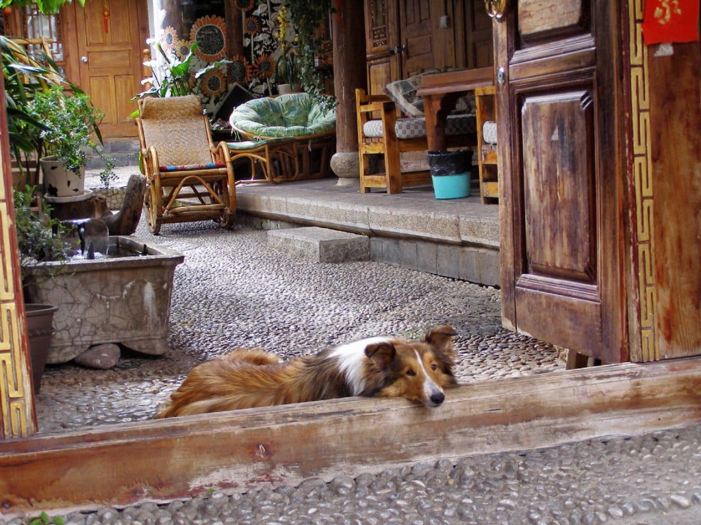 Hund in Lijiang