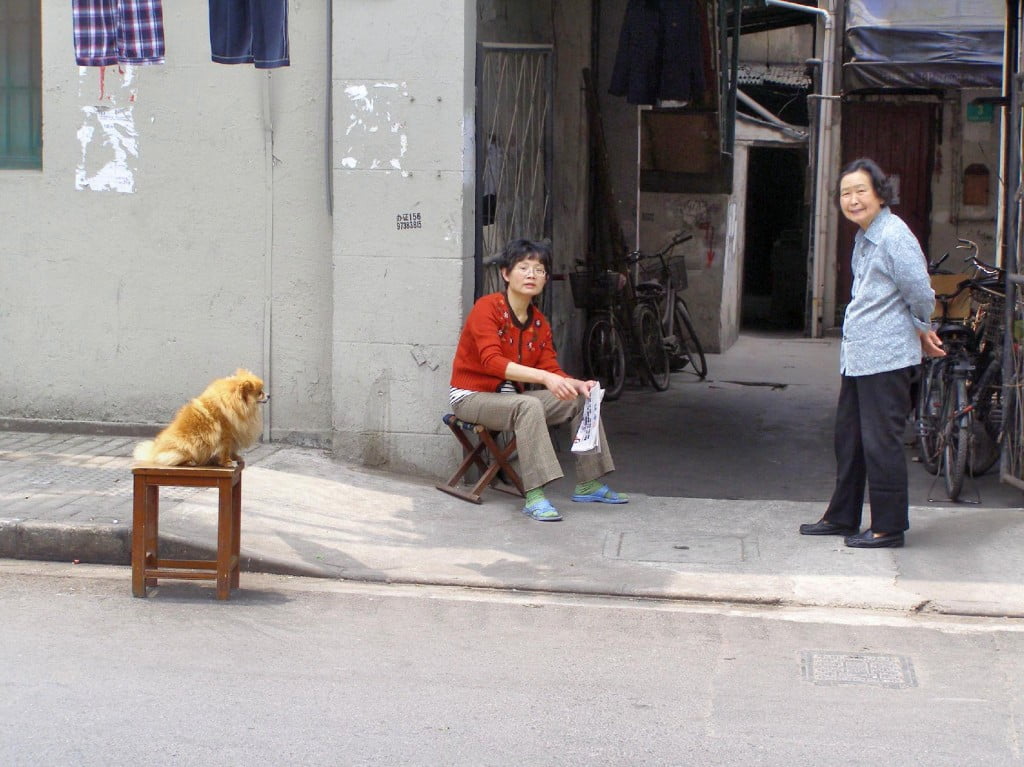Hund in Shanghai