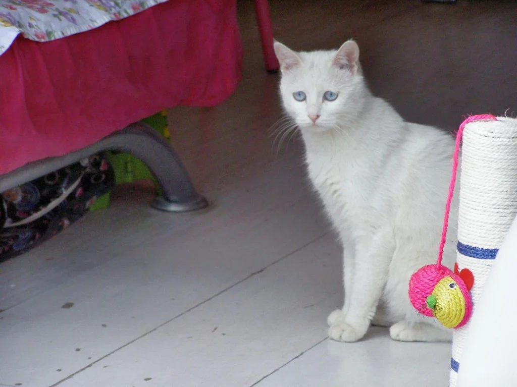 Katzen in China weisse Katze
