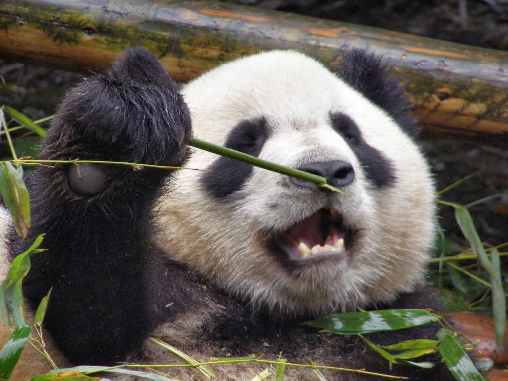 Großer Panda in seiner liebsten Position: auf dem Rücken liegend und Bambus fressend.