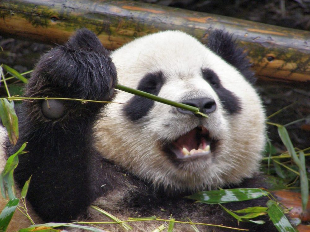 Großer Panda. genüsslich Bambus fressend.