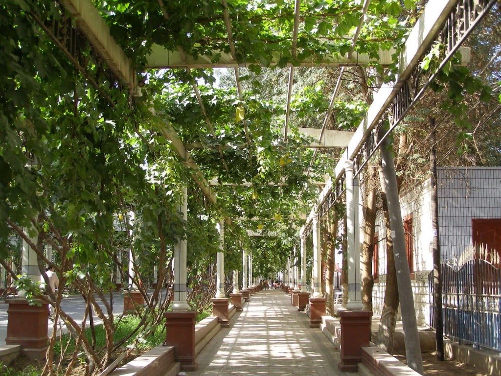 Traubenspaliere 2007