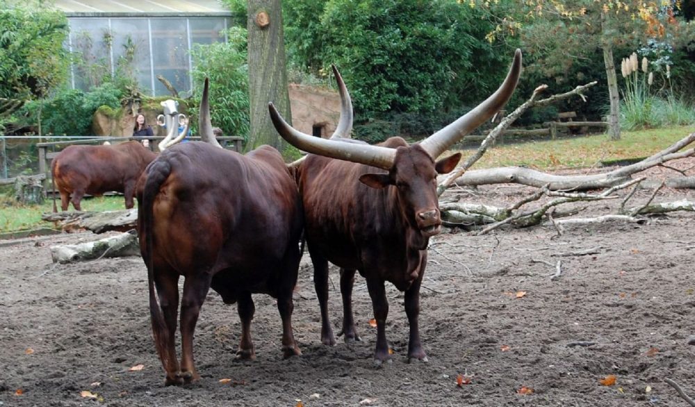 Watussirinder im Duisburger Zoo