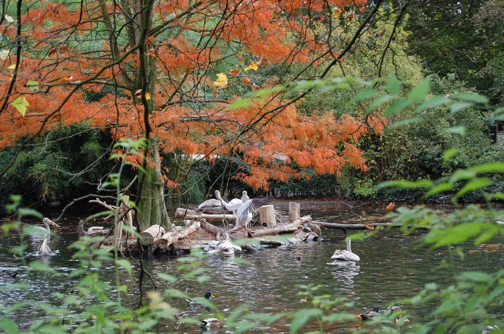 Pelikane im herbstlichen Teich. Im Duisburger Zoo.