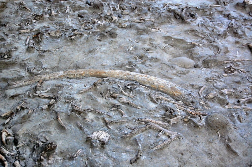 Elefanten-Stoßzähne, wie sie bei Ausgrabungen gefunden wurden