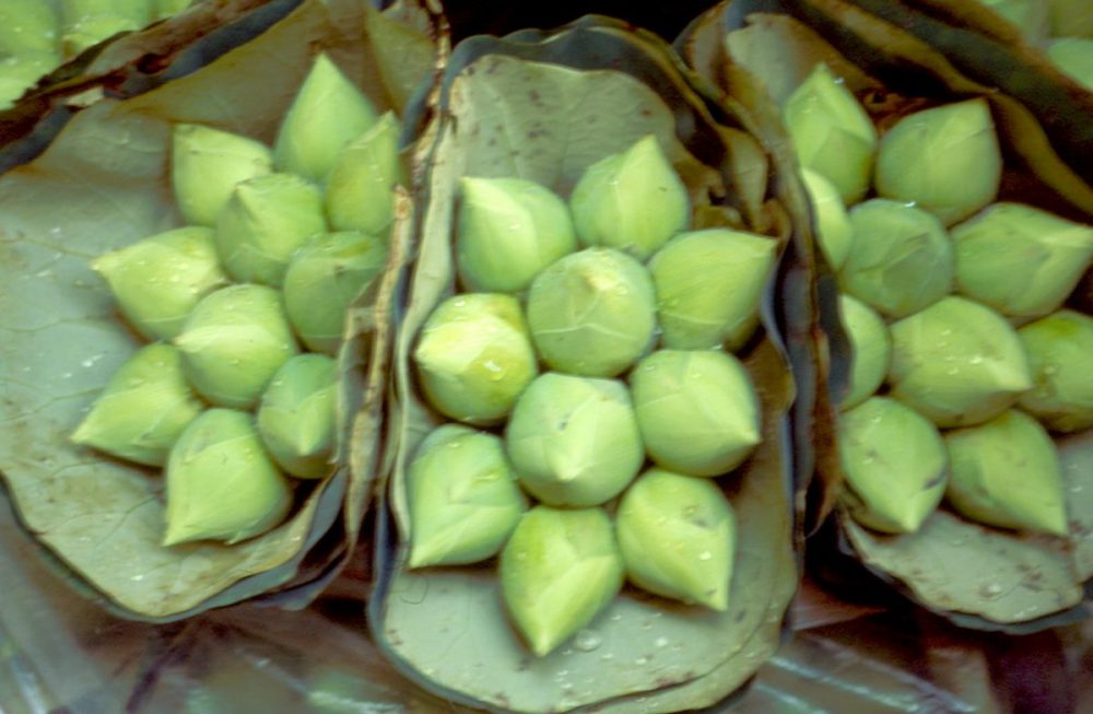 Lotosknospen Bangkok