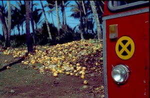 Sri Lanka - Kokonüsse am Wegesrand