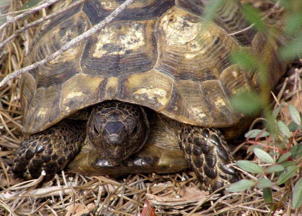 Landschildkröte