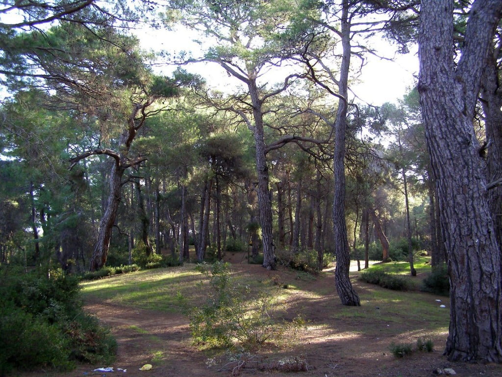 Kiefernwald
