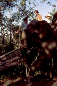 Hoch oben auf einem Elefant