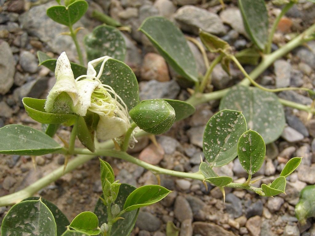 Kapern, auf Chinesisch die Mäusemelone.