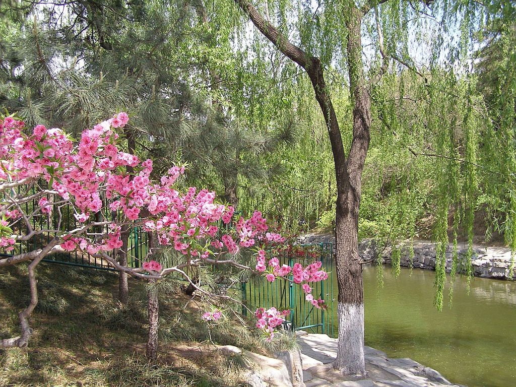 Sommerpalast in Peking - blühender Baum am Bach.