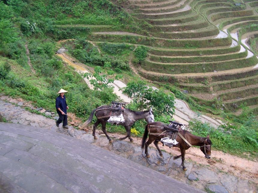 Pferde in Longsheng