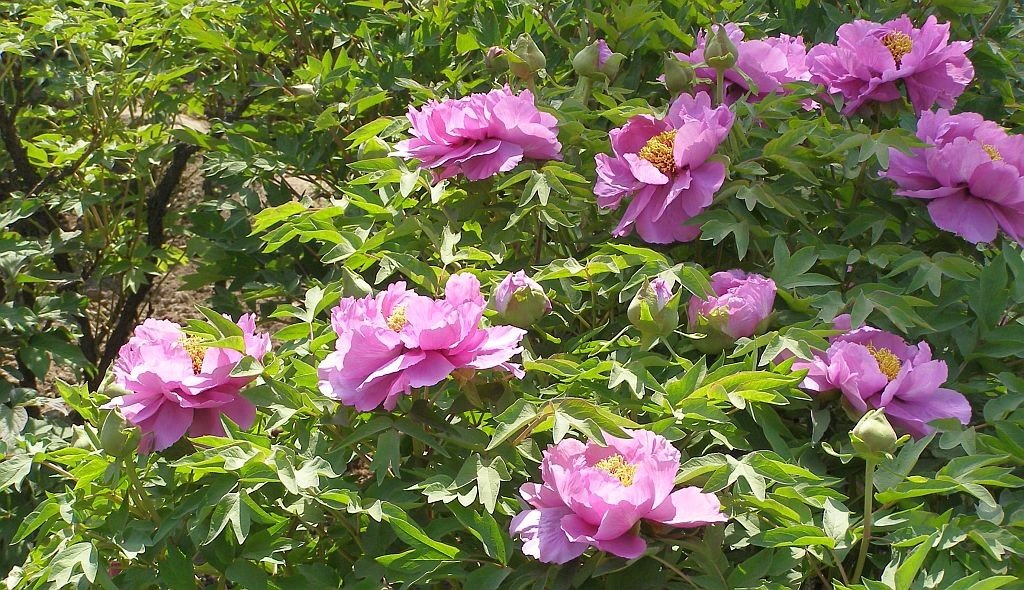 Päonien-Busch
