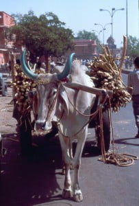 Cebu-Rind mit Karren in Jaipur
