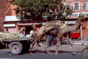 Jaipur Kamelwagen