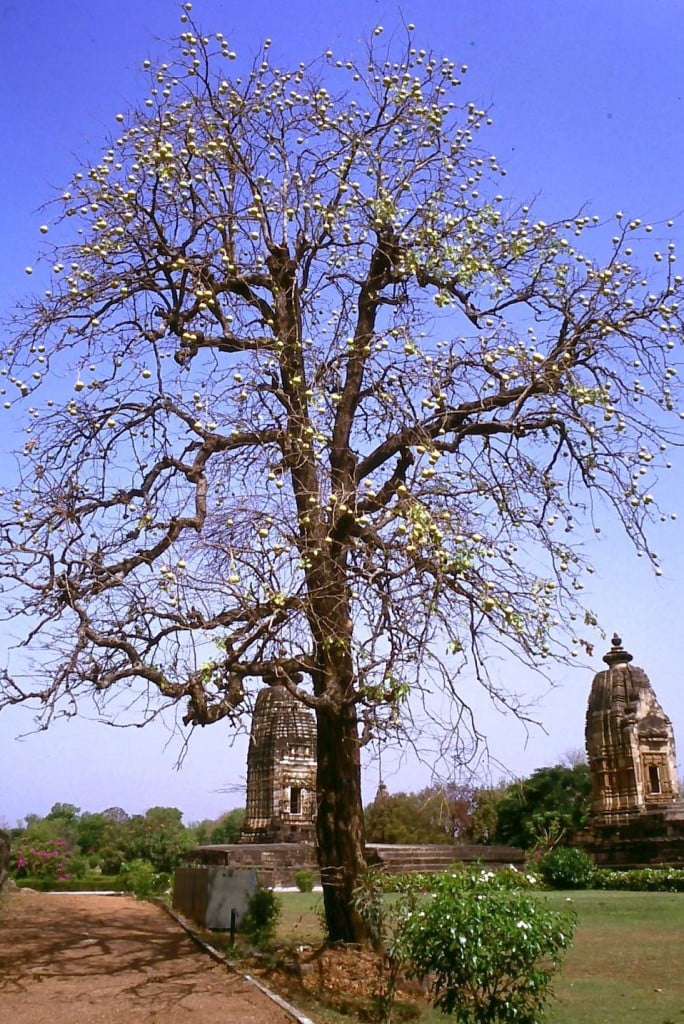 Khajuraho