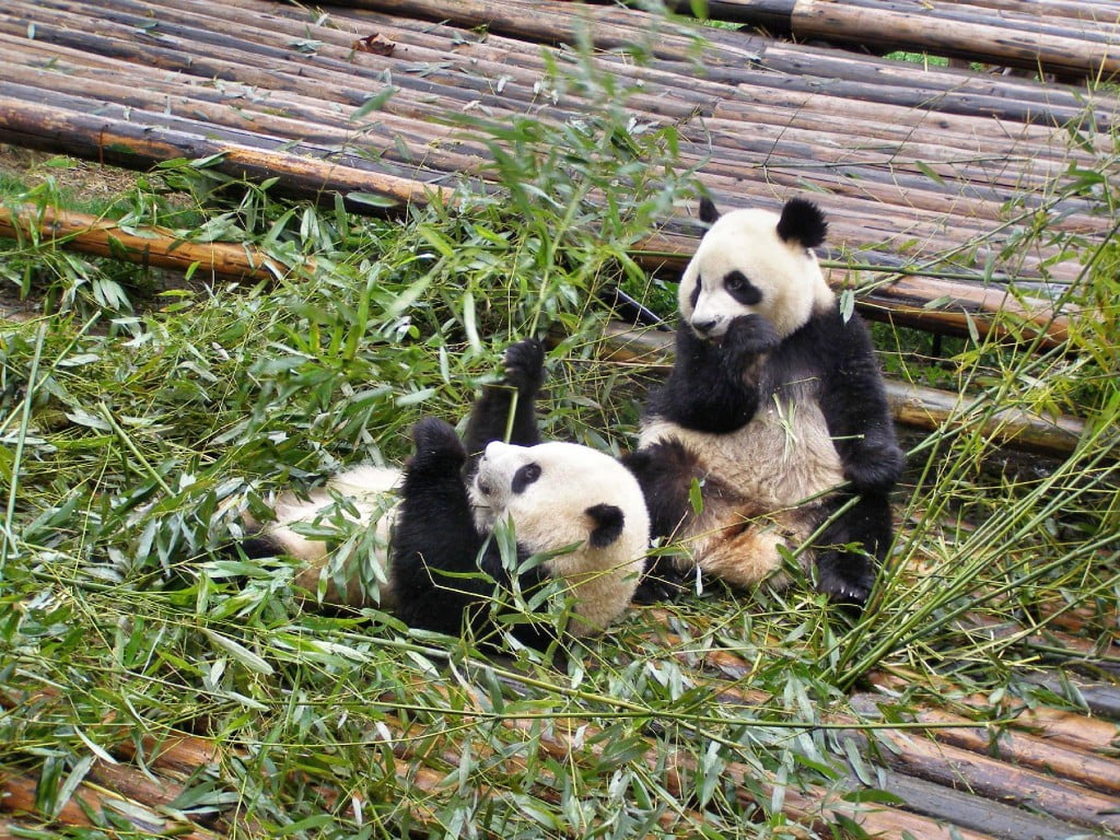 Chengdu Sehenswürdigkeit Nr. 1: der Pandabär