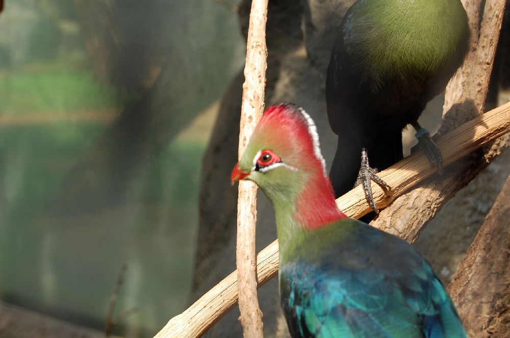 Zoo Frankfurt