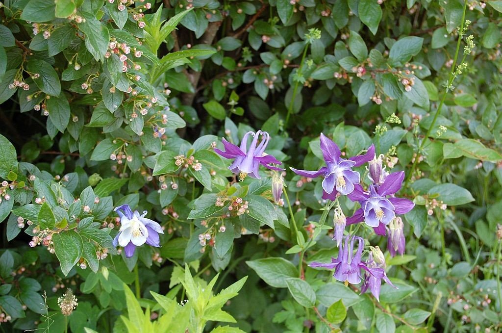 Frankfurt Zoo Akelei