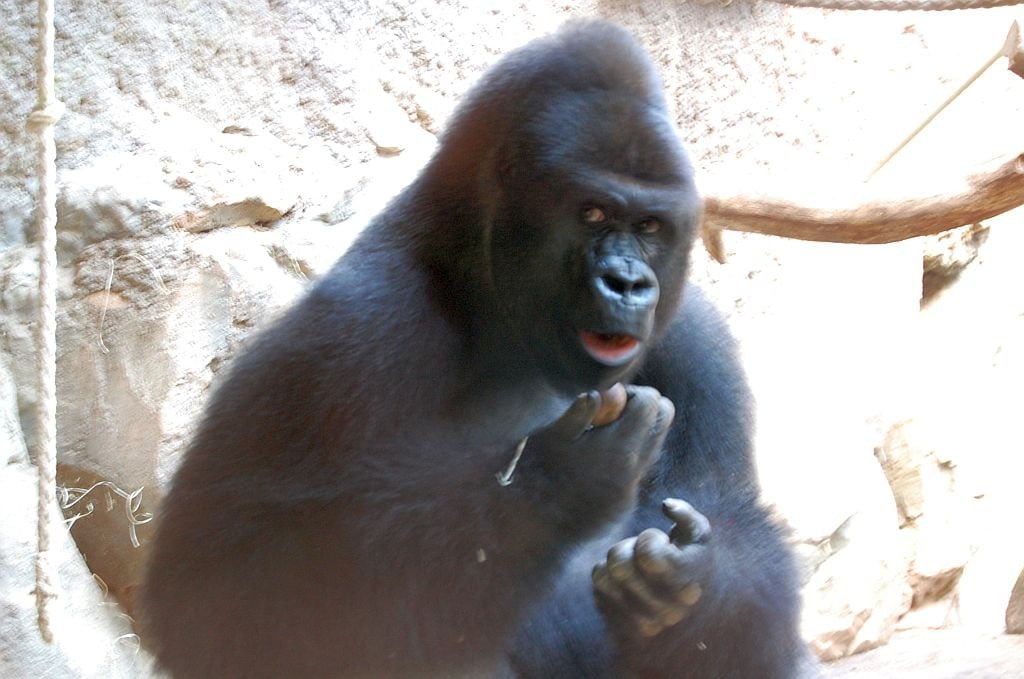 Zoo Frankfurt