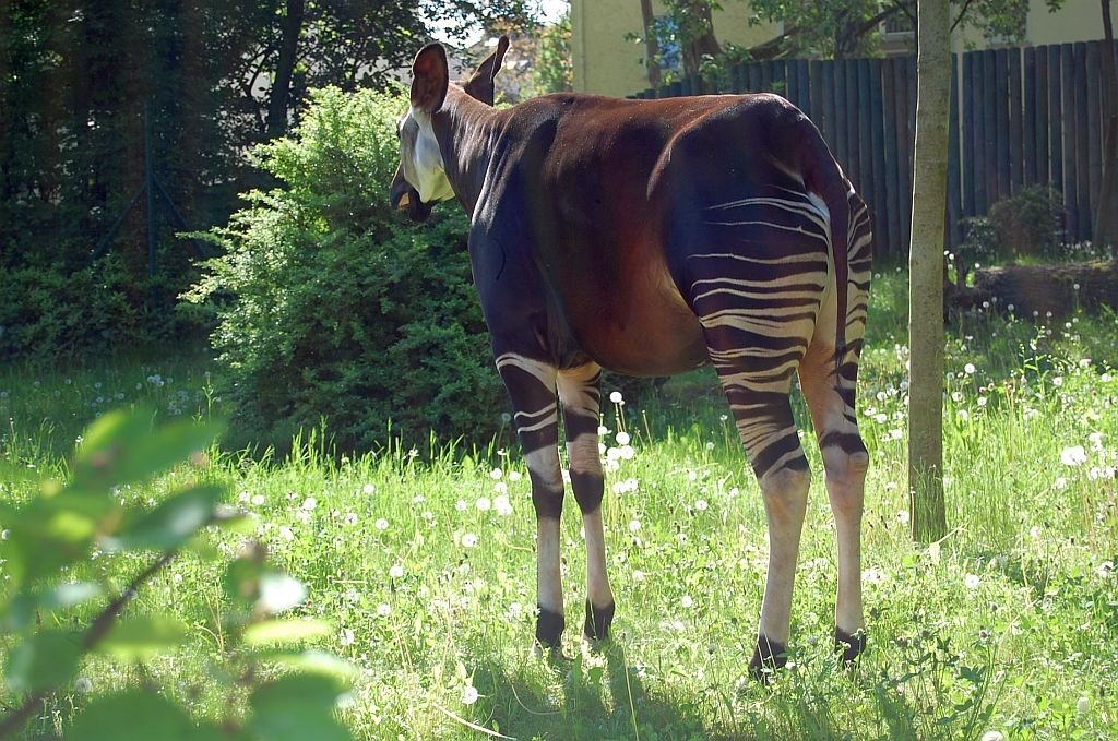 Okapi