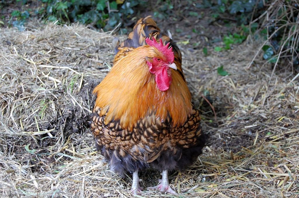 Hahn auf Meyer's Hof