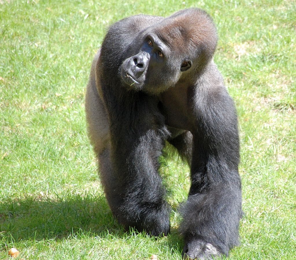 Gorilla im Erlebniszoo Hannover.