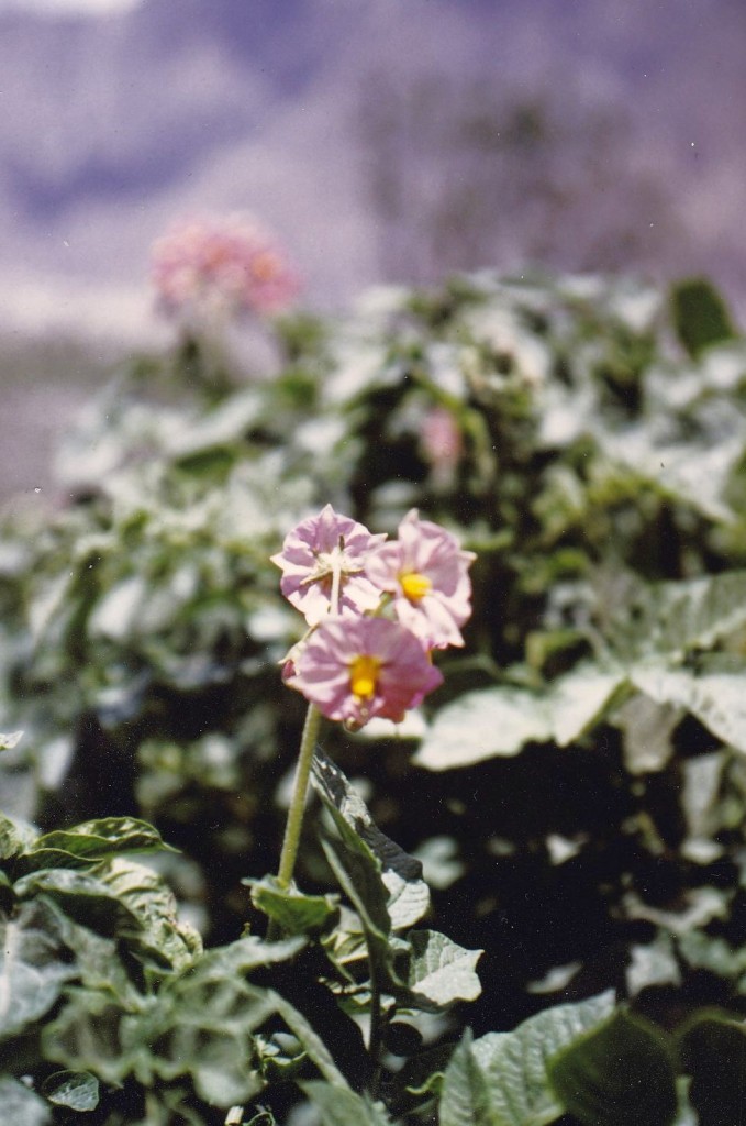 Blüte der Kartoffel