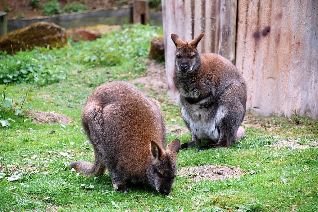 Känguruhs im Erlebniszoo Hannover