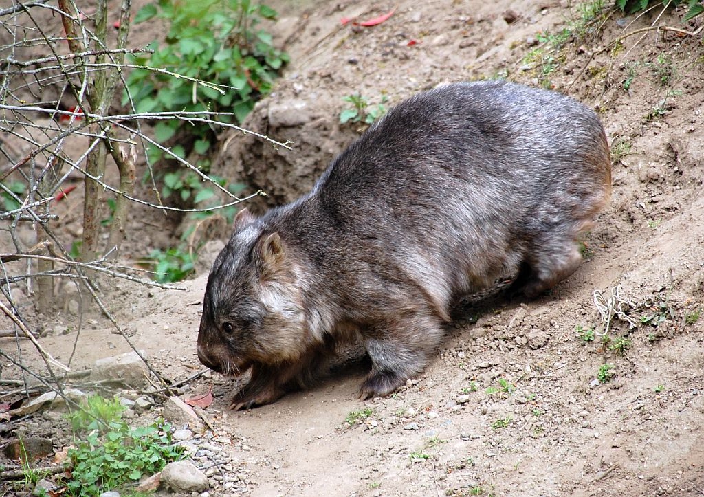 Wombat