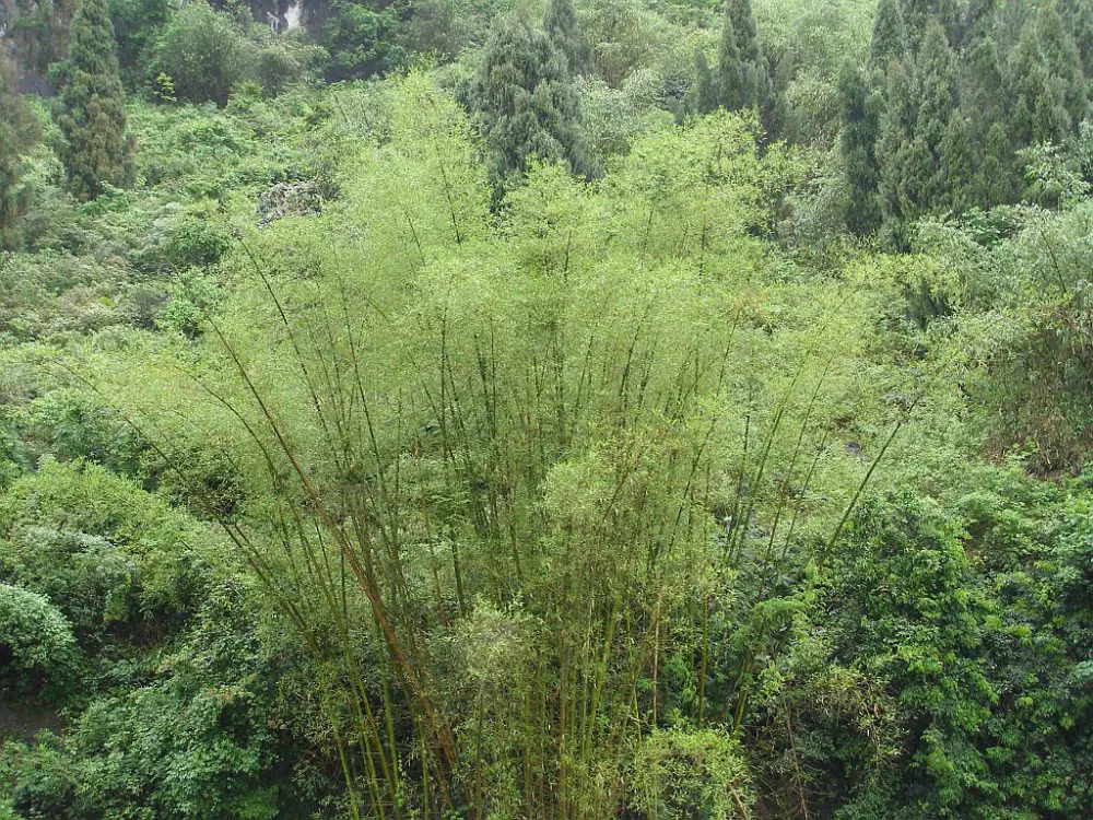 Bambus am Li Fluss