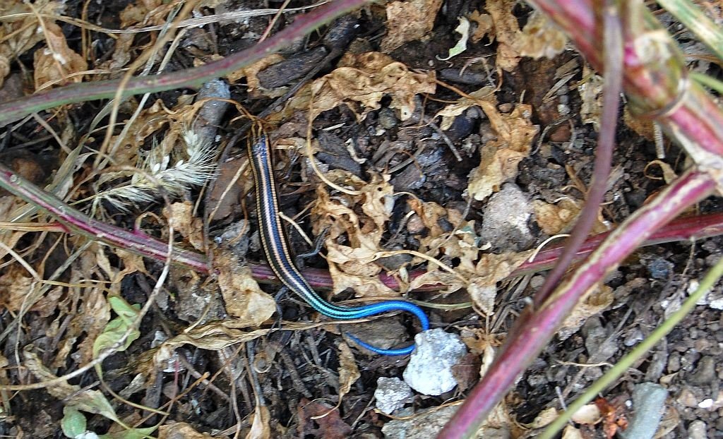 Eidechse mit gelben Streifen und einem blauen Schwanz