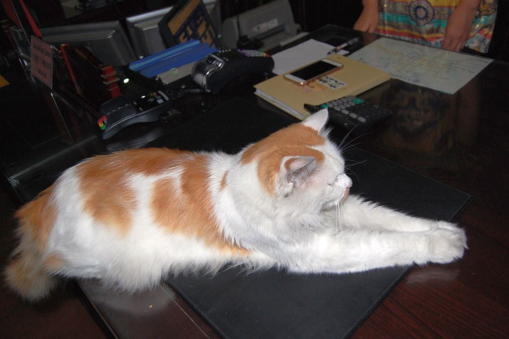 Hotelkatze