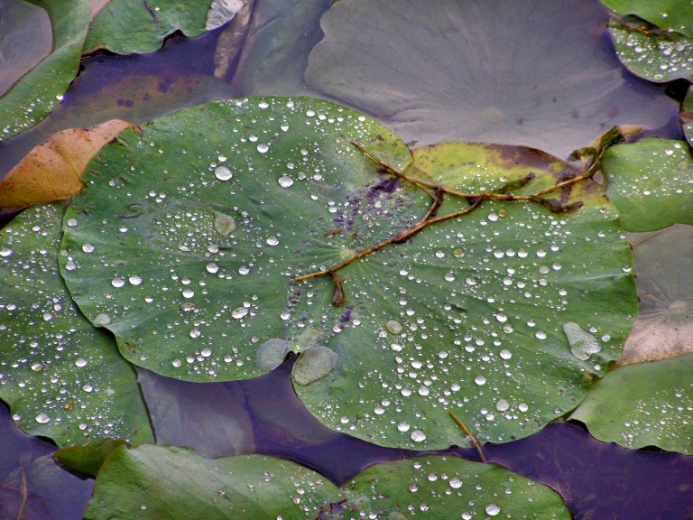 China bei Regen: Lotosblume