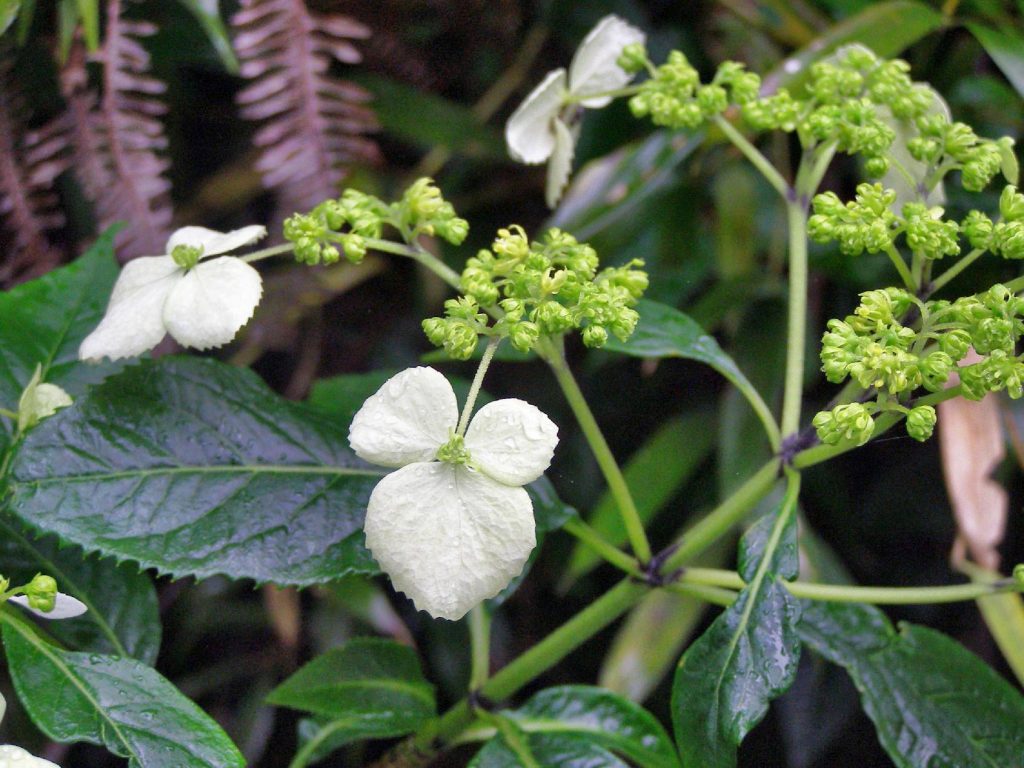 Hortensie in China