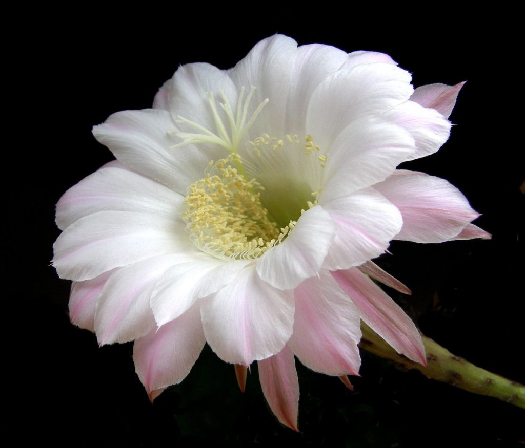 Kaktusblüte: Ist die Fotobearbeitung hier gerechtfertigt?