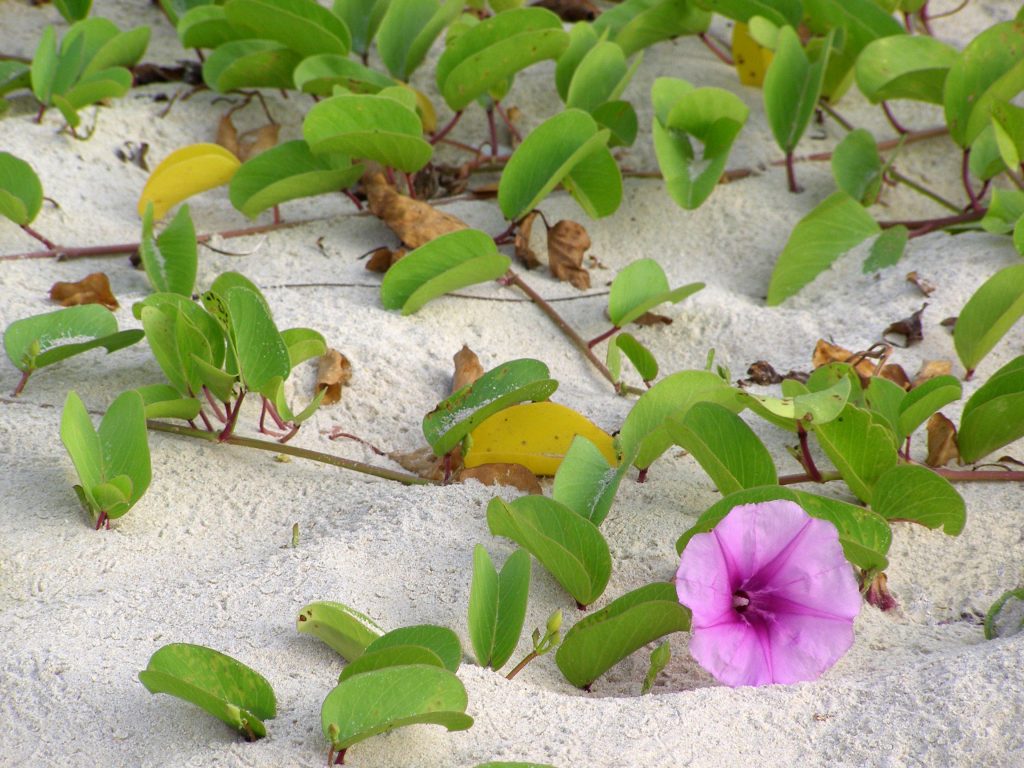Yalong Bucht Hainan