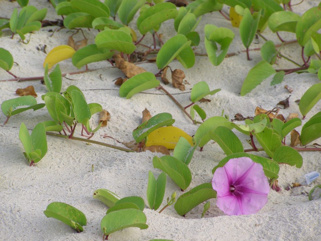 Am Strand von Yalong, Hainan