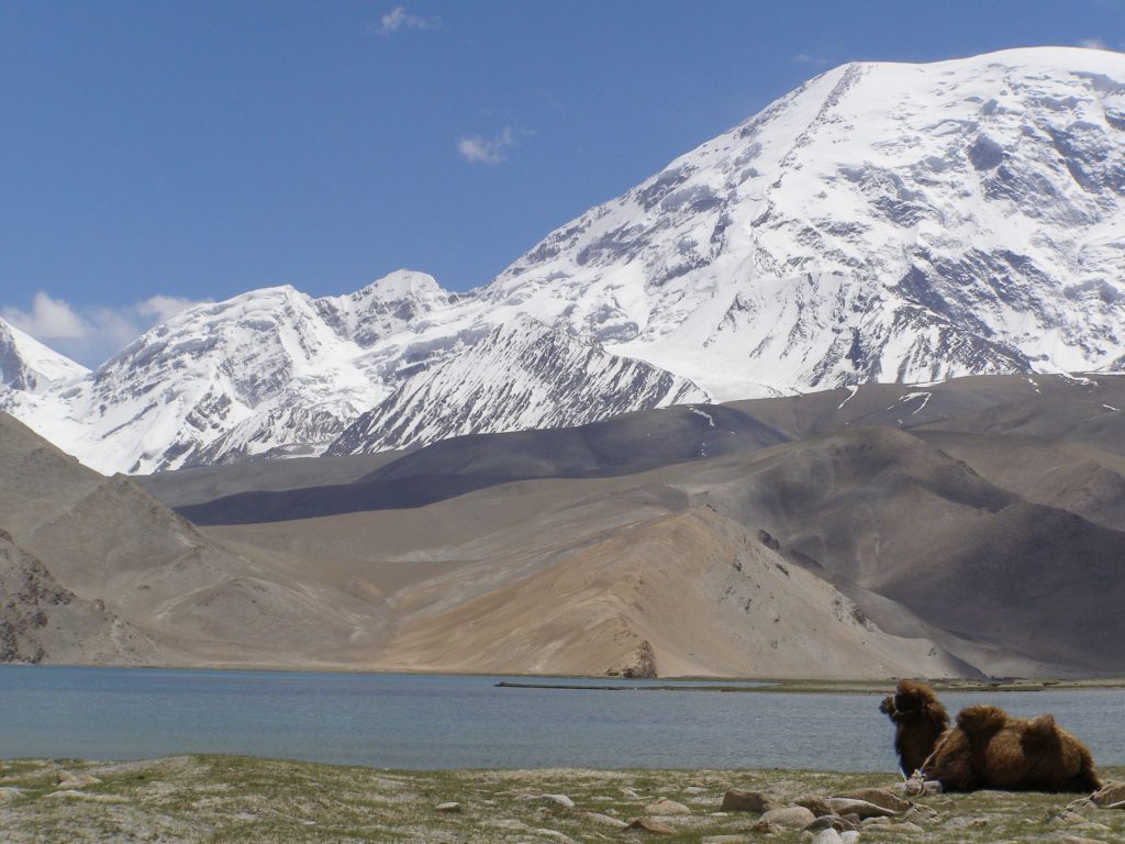 Kamel am Karakul See