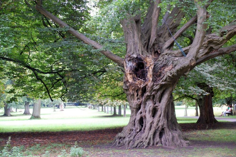 Alter Baum Tiergarten Hannover